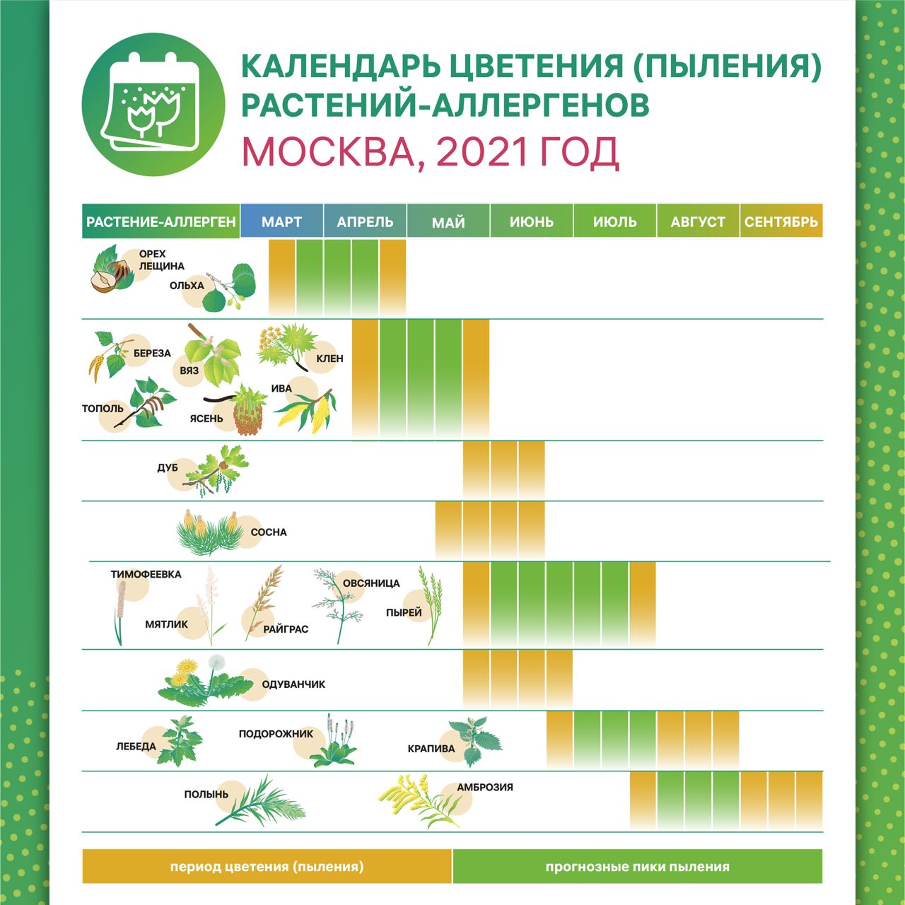 Карта пыления березы в россии онлайн