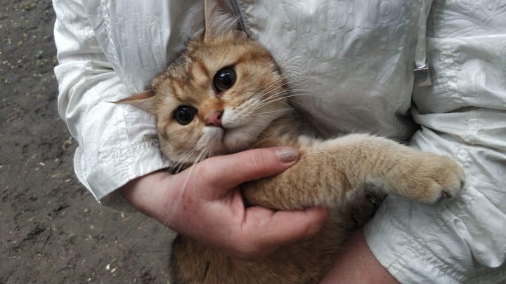 Спасатели вызволили застрявшего в подвале кота на востоке Москвы