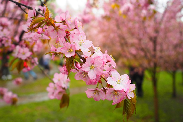 День Победы и праздник цветения сакуры: пять причин выйти из дома в выходные
