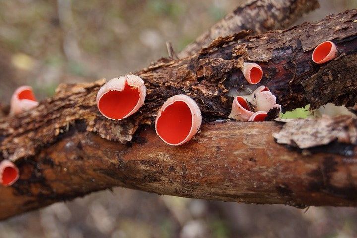 Саркосцифа