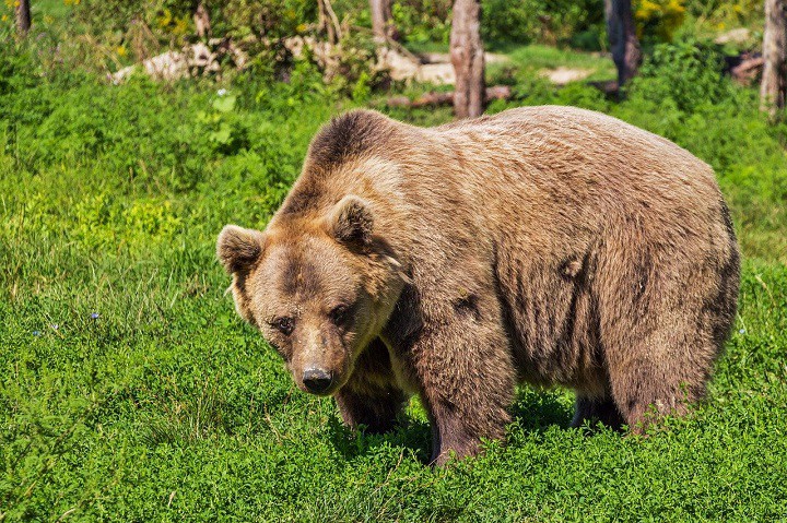 Как правильно действовать, если медведь начал нападать