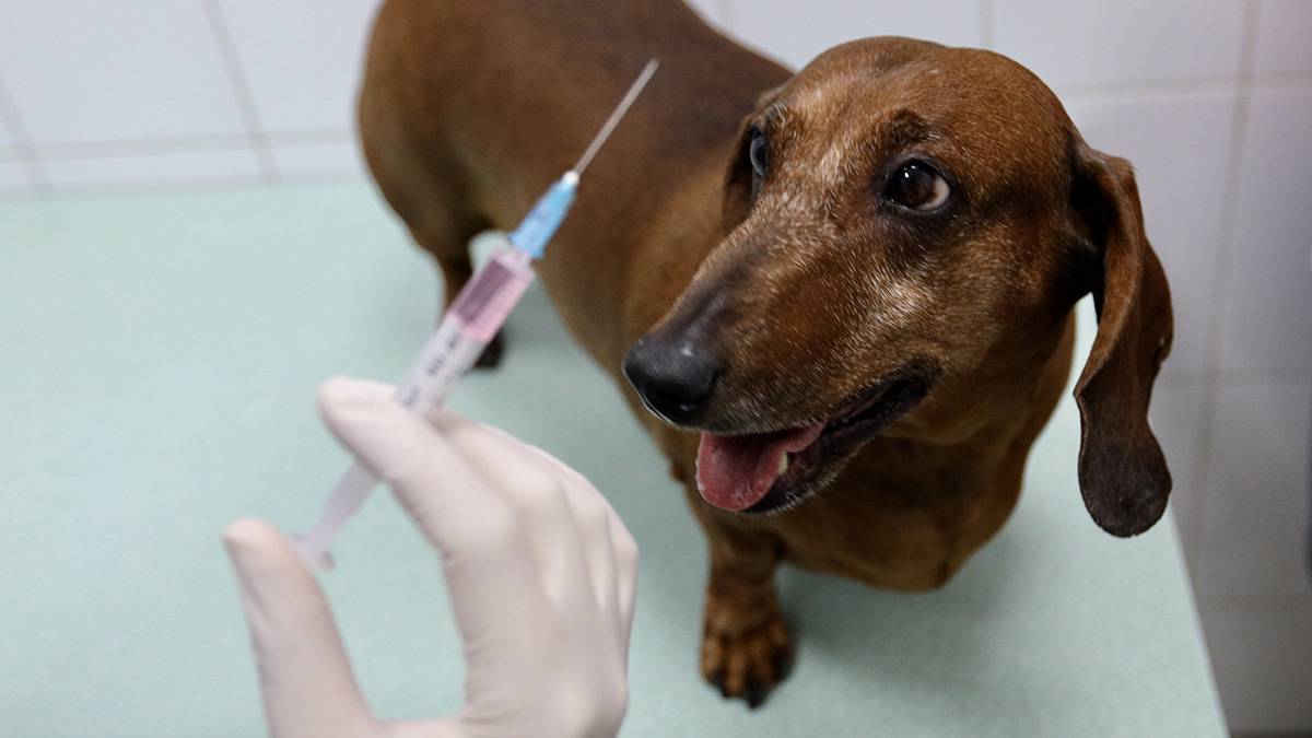 Московские специалисты вакцинировали более 360 тысяч домашних животных в этом году