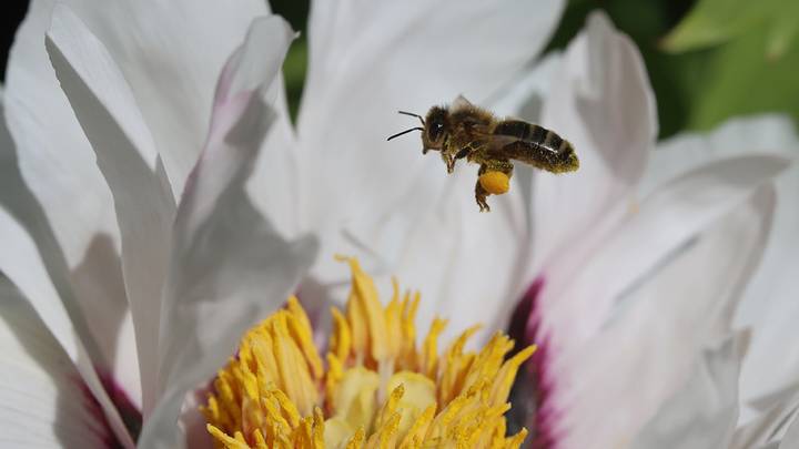 Балетные сезоны и прогулки в Парке неба: пять причин выйти из дома в выходные