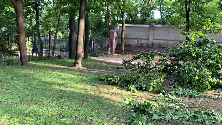 Прокуратура Москвы начала проверку в связи с падением дерева на ребенка