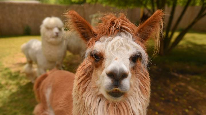 Лучшие маршруты для знакомства с дикой природой в столичном регионе