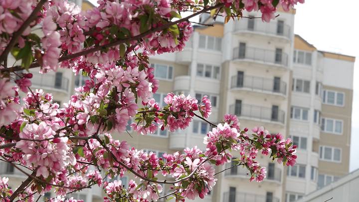 Соседская сила: для чего нам нужны сообщества жильцов и районные чаты