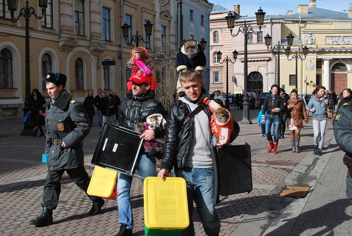 Обезьяну, попугая — вот компания какая… Что скрывается за уличными фотосессиями с животными