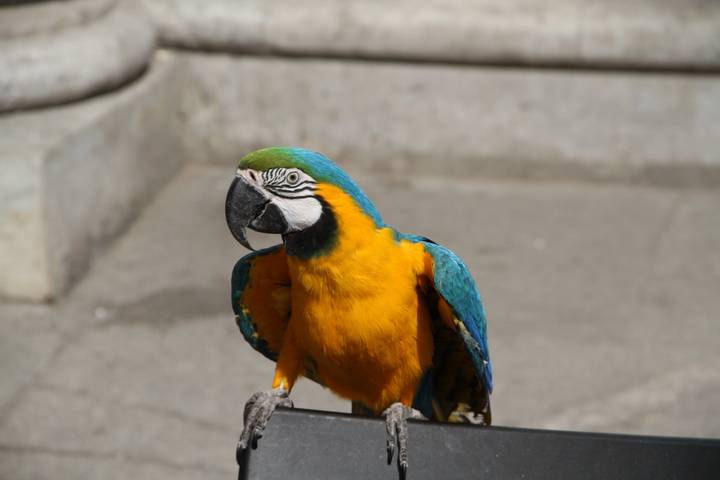 Обезьяну, попугая — вот компания какая… Что скрывается за уличными фотосессиями с животными