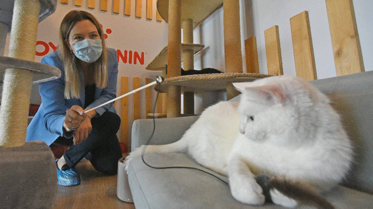 В Москве открылся центр, в котором можно взять домой кошку из приюта