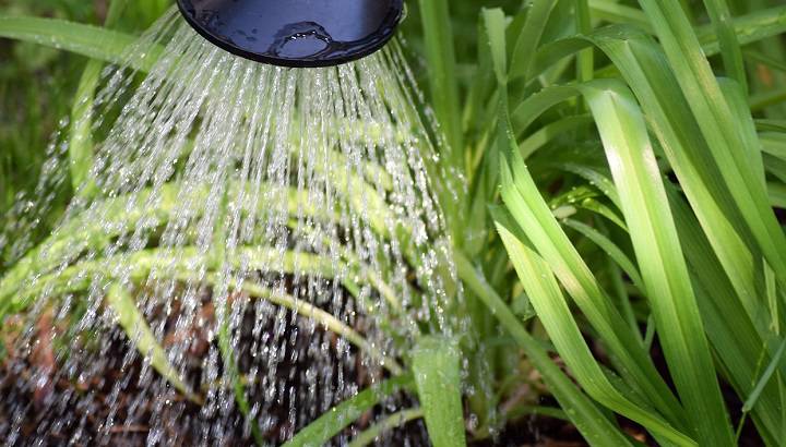 Пермакультура: как обустроить огород так, чтобы он рос сам по себе