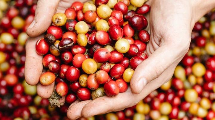 Четыре листочка «крестом»: какие ягоды смертельно опасны для человека