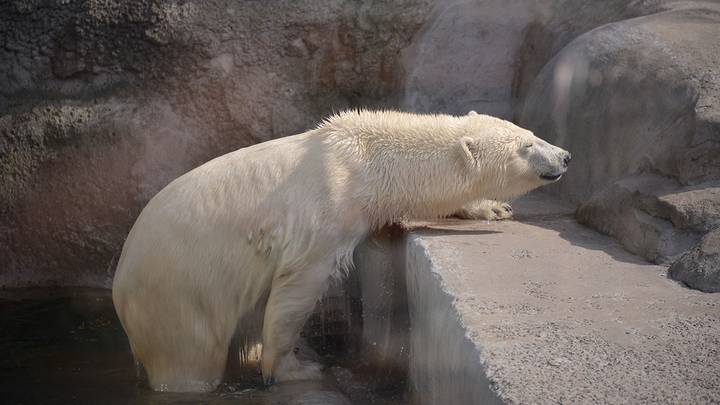 Умную медведицу ждет осмотр стоматолога