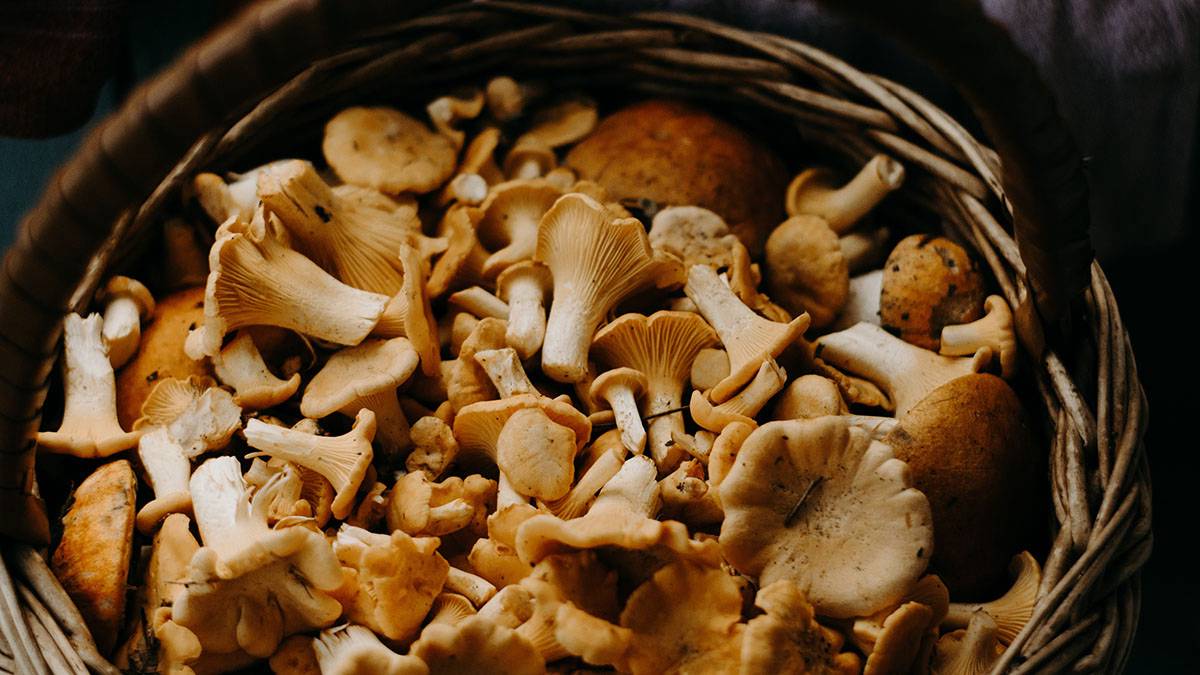 Миколог назвал лучшие места для сбора грибов в Подмосковье 