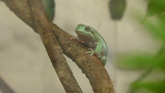 СПЧ призвала США не наказывать ученую из России за контрабанду эмбрионов лягушек