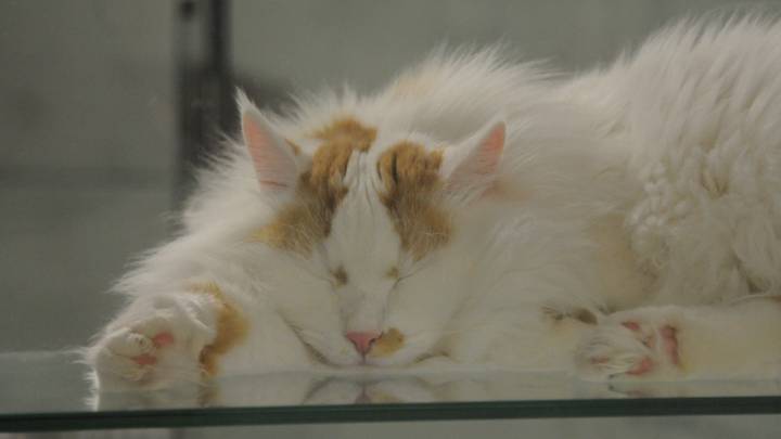 «Постоялица» котогостиницы кошка Марфа решила вздремнуть после обеда