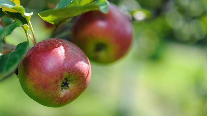 Большой детский фестиваль, День Бородина и Russian Woodstock: пять причин выйти из дома в выходные