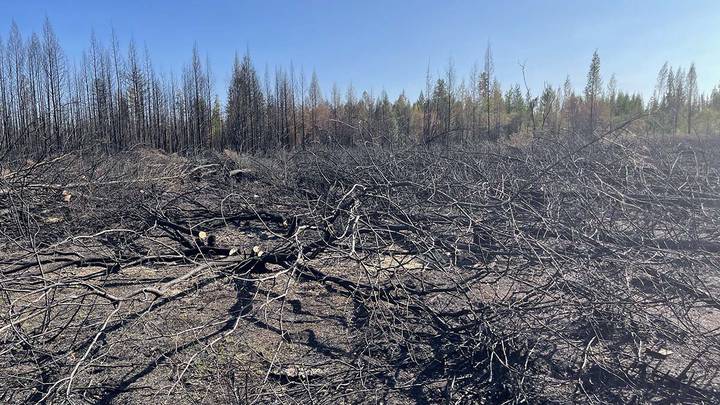 На пути пламени: потушить пожар в непролазном лесу могут только десантники и парашютисты