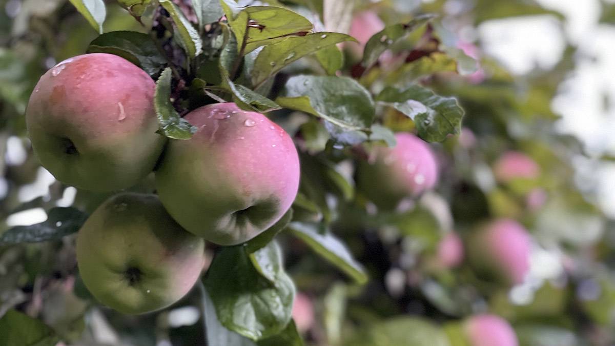 Нутрициолог Ибрагимов рассказал о пользе яблок 