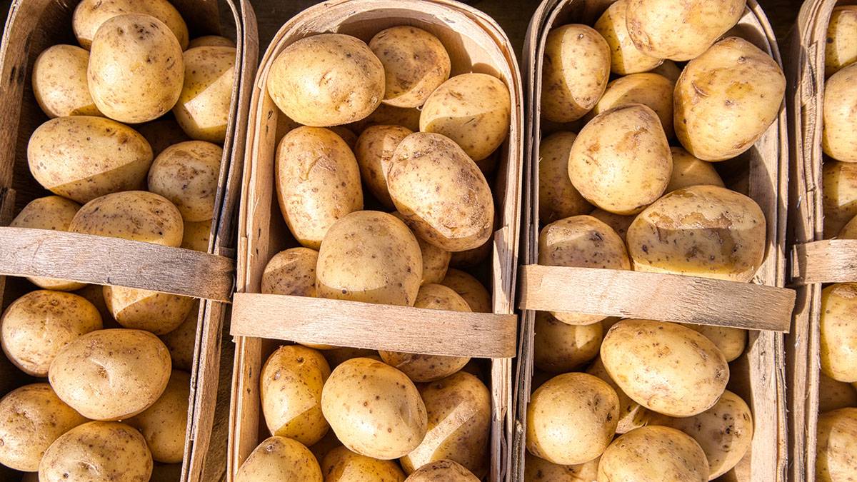 Агроном Яковлев рассказал о правилах хранения картофеля перед посадкой 