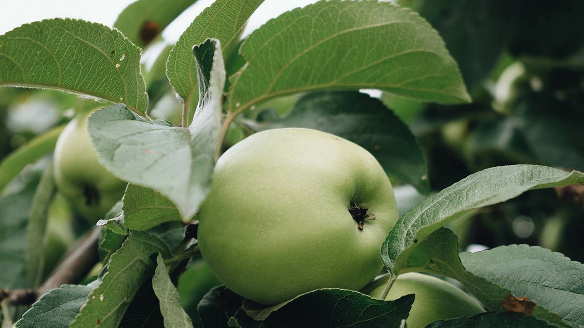Диетолог Гинзбург перечислил неожиданные полезные свойства яблок