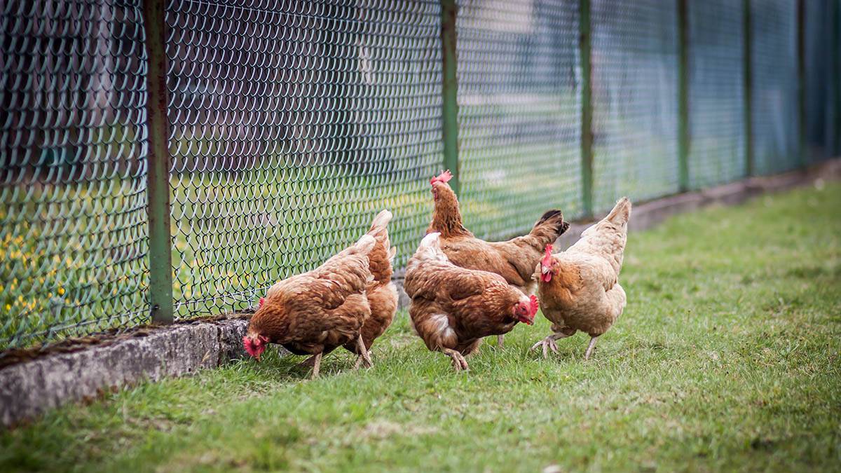 Иммунолог Болибок рассказал, возможна ли в мире эпидемия птичьего гриппа H3N8