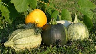 Как правильно готовить кабачок