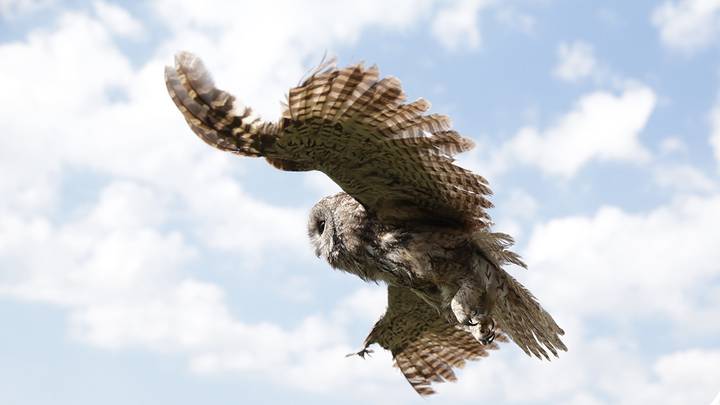 Денис Алексеев: Фотоживодеры игнорируют заболевания, появившиеся у животных по их вине