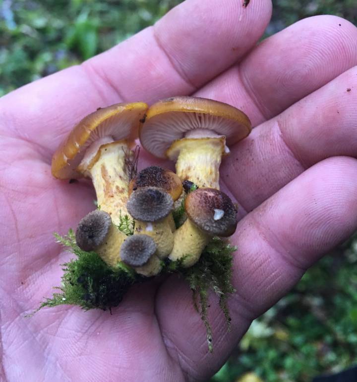 Опята сорта «галлика»