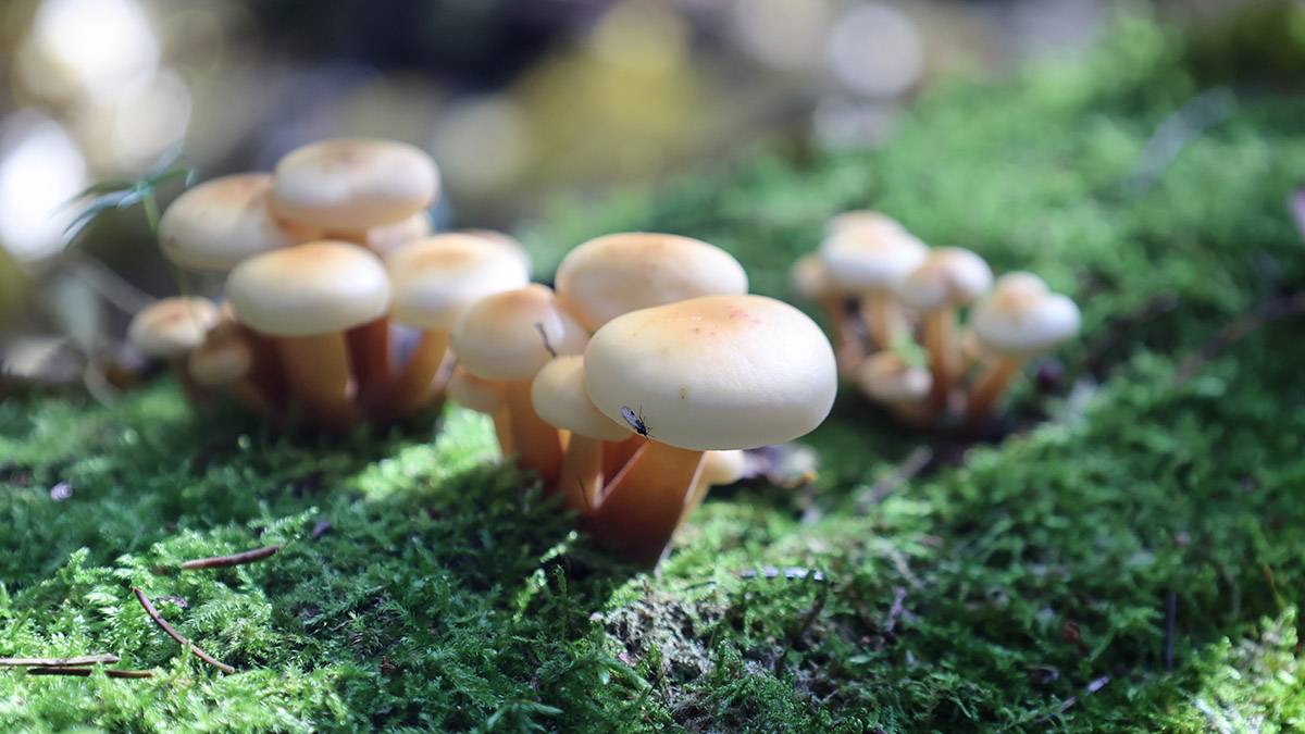 Эксперт Тихомиров рассказал об особенностях сбора первых весенних грибов