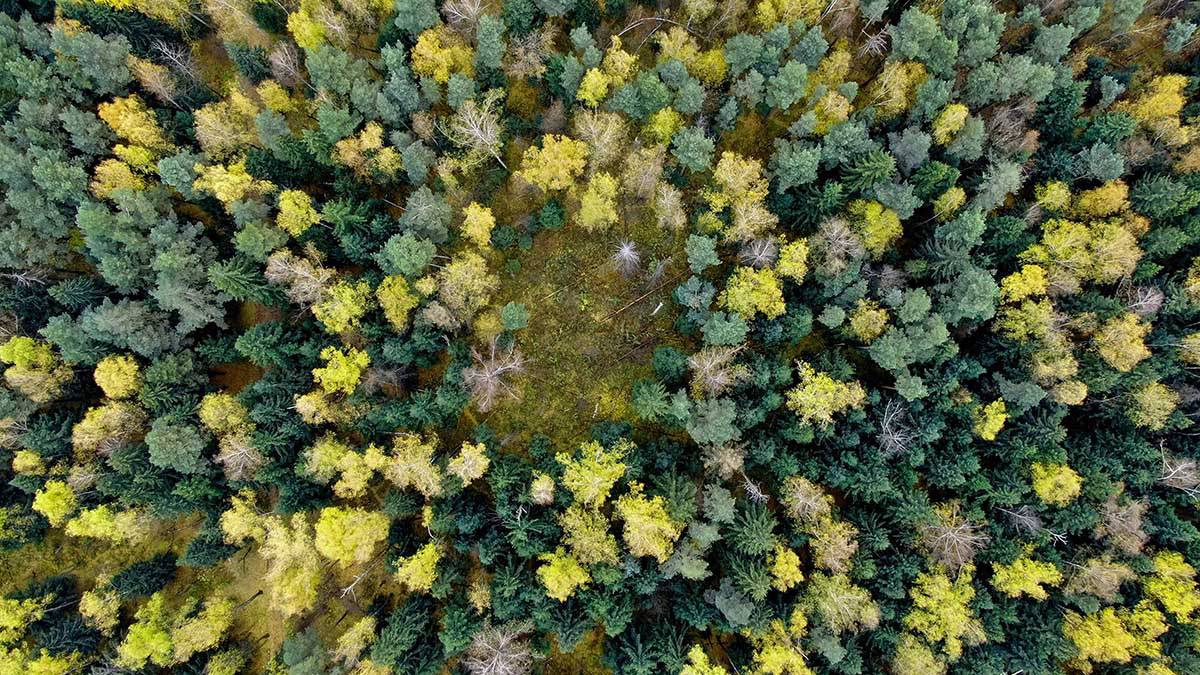 Из-за изменения климата в России могут пропасть хвойные леса