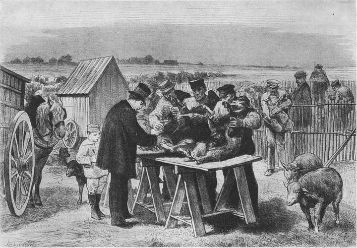 Луи Пастер проводит вакциацию на ферме Пуйи-ле-Фор, 31 мая 1881 года
