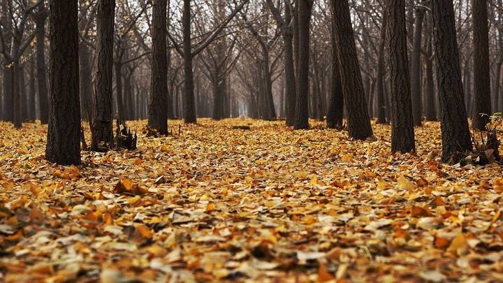 Развели кабанов, понимаешь