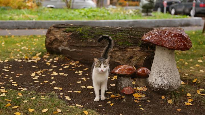 Кошки возле Галереи на Каширке / Фото: Анатолий Цымбалюк / Вечерняя Москва
