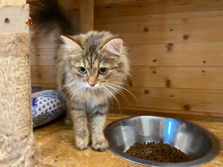 Корма и лакомства: пять вопросов о рационе животных в городских приютах