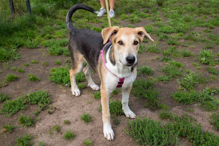 Корма и лакомства: пять вопросов о рационе животных в городских приютах