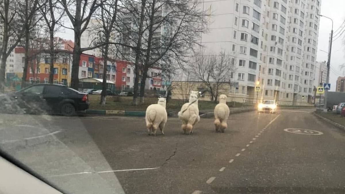 Альпаки сбежали с фермы в Подмосковье