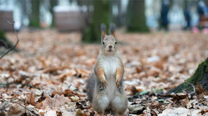 Фото: Telegram / Городское хозяйство Москвы