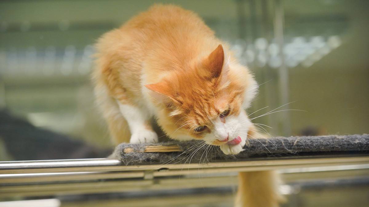 Более 57 тысяч россиян подписали петицию об увольнении выкинувшей кота проводницы