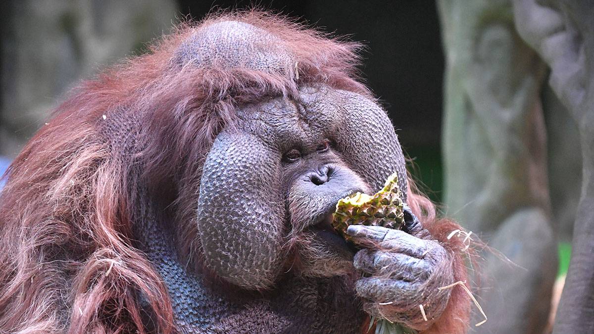 В Московском зоопарке рассказали о досуге борнейских и суматранских орангутанов