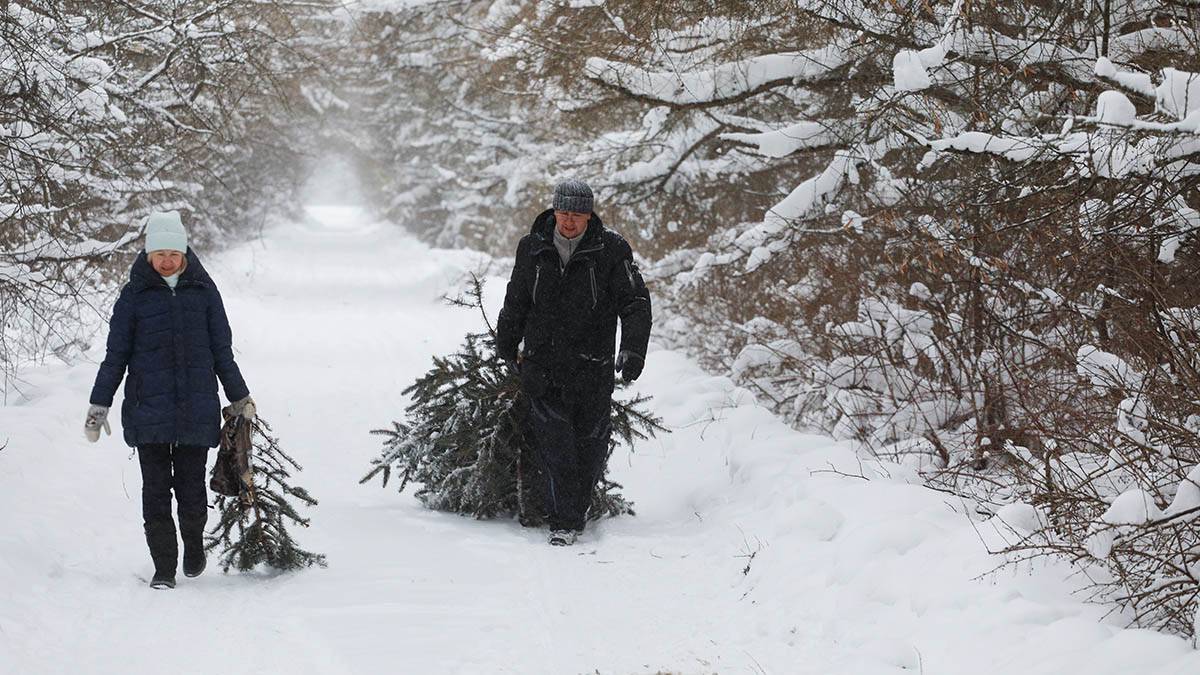 Русская сосна в пять раз дешевле: будет ли в России дефицит новогодних деревьев