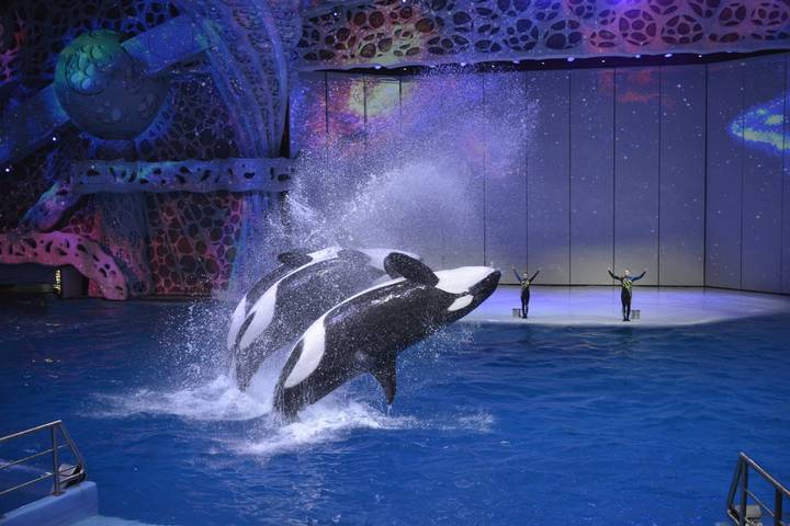 Морж записал новогоднее обращение к народу