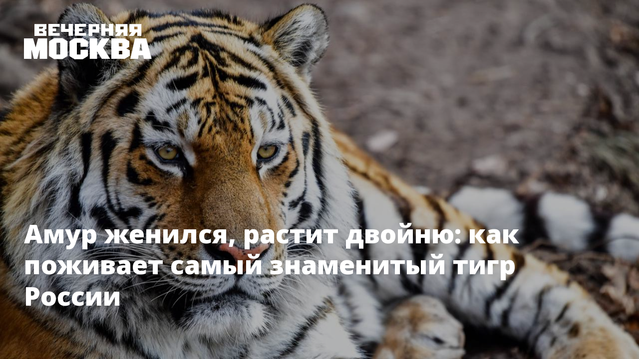 Год тигра по китайскому календарю Год тигра по китайскому календарю