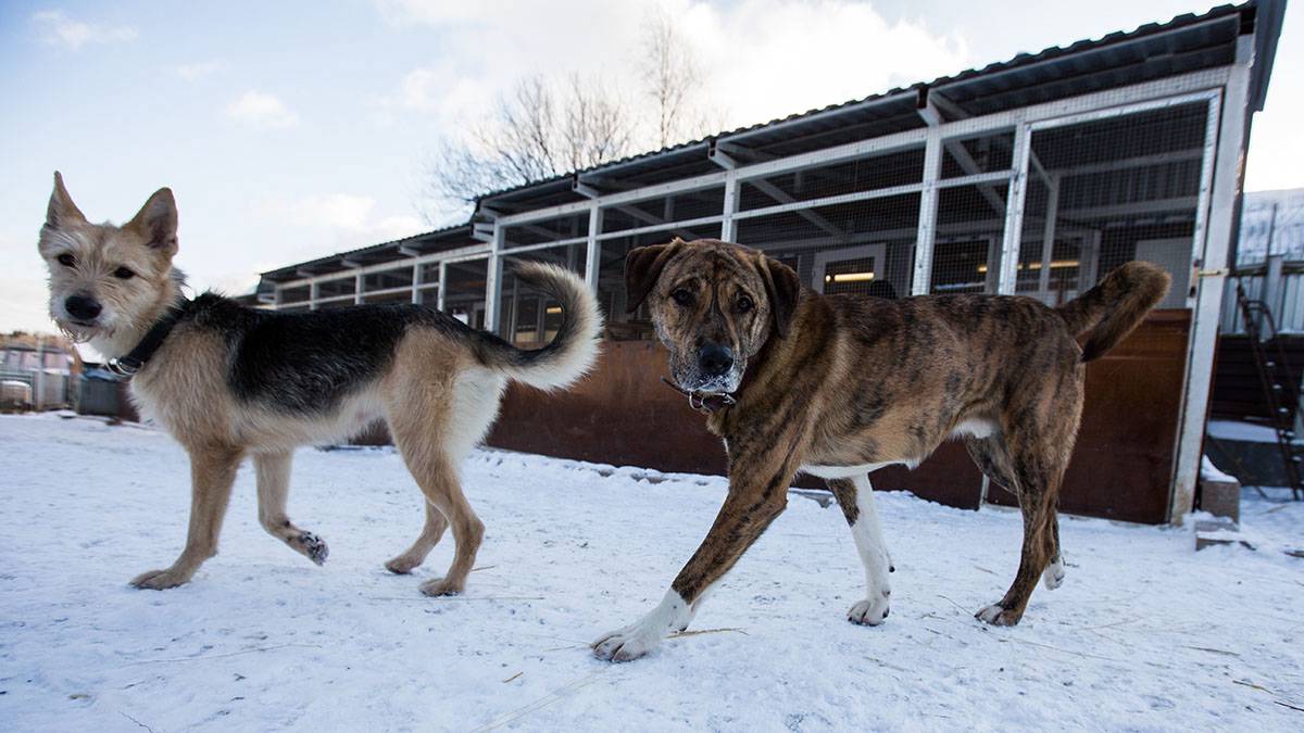 Губернатор Оренбургской области предложил гуманно усыплять бездомных и домашних животных