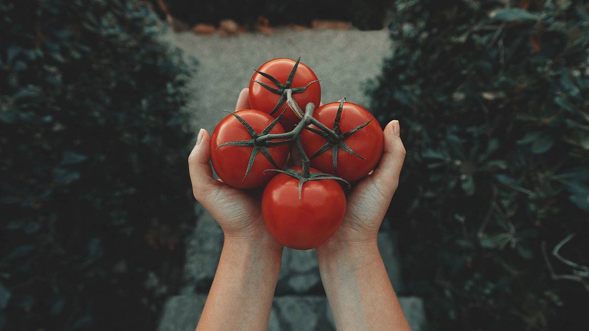 «Разрушает суставы еще быстрее»: диетолог рассказала, кому не стоит есть помидоры