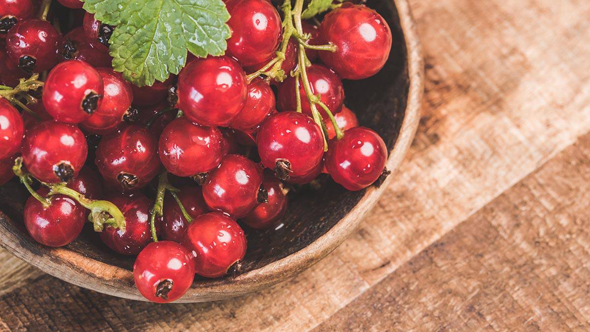 Увеличивает упругость: врач Молчанова назвала самую полезную для сосудов ягоду 