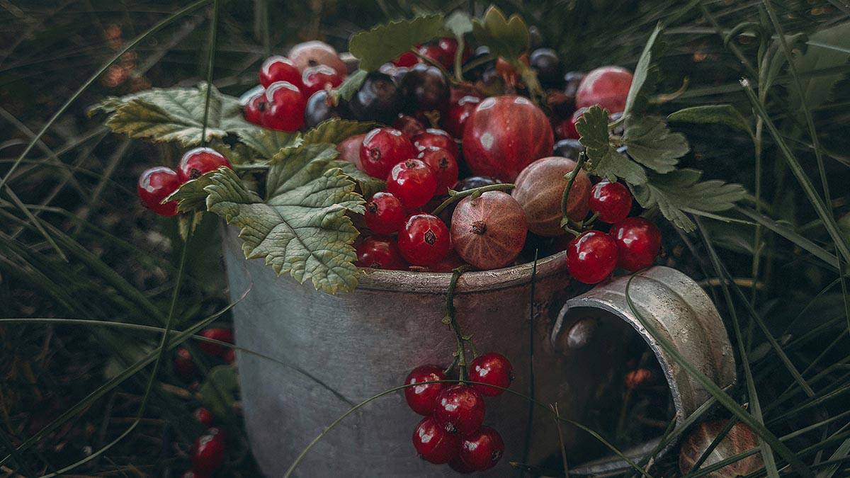 Осторожно: диетолог Панкова рассказала, сколько ягод можно съесть за один раз