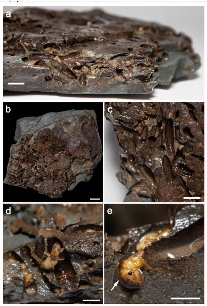 Ученые открыли новый вид насекомых, разрушающих скалы
