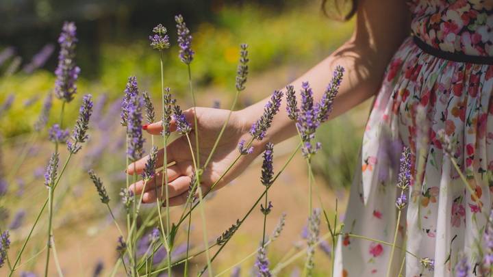 Начинаем дачный сезон: какую рассаду нужно уже сажать к лету