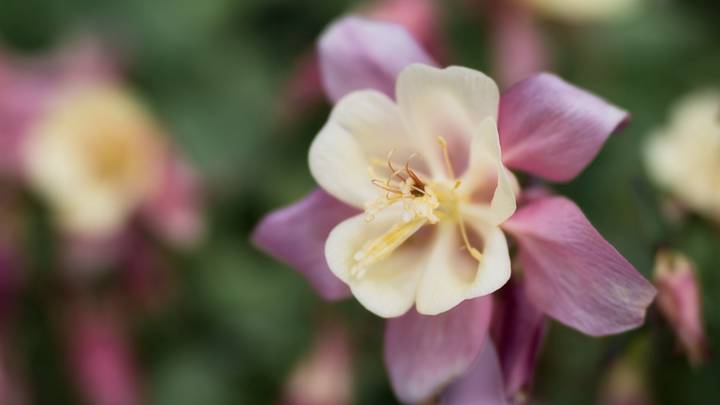 Начинаем дачный сезон: какую рассаду нужно уже сажать к лету