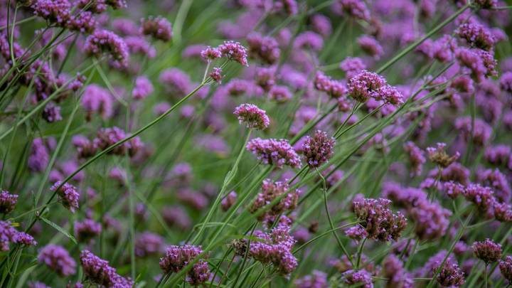 Начинаем дачный сезон: какую рассаду нужно уже сажать к лету